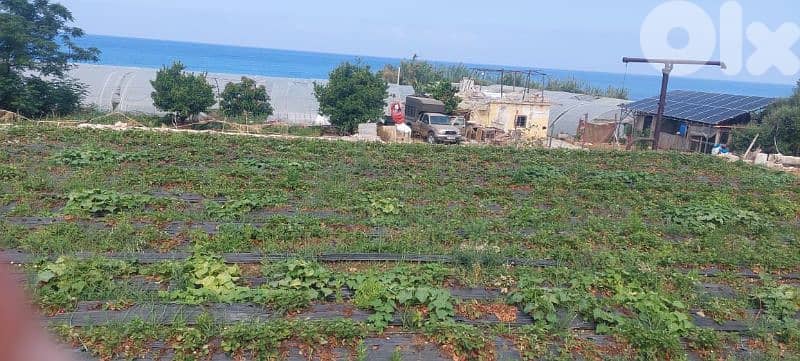 land for sale in naher ibrahim. ارض للبيع في نهر ابراهيم 6