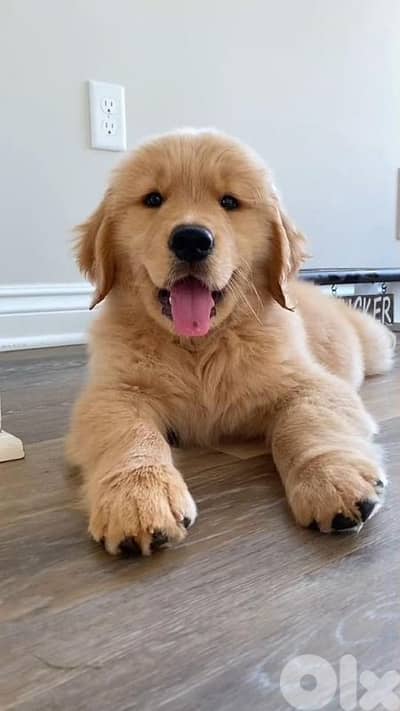 Golden Retriever Pure Puppies/ Available Delivery dog كلاب