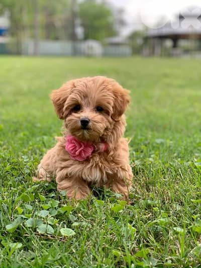 Maltipoo Imported puppy