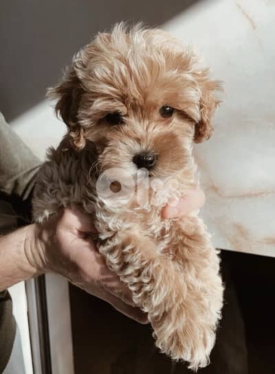 Imported Mini Goldendoodle puppy cutie