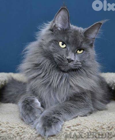 Imported Mainecoon Blue Grey