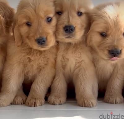 Golden Retriever Brown puppy