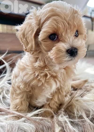 Cutest Maltipoo puppy Dog Delivery كلاب جرو