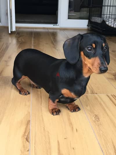 Imported Dachshund Puppy/ dog كلاب
