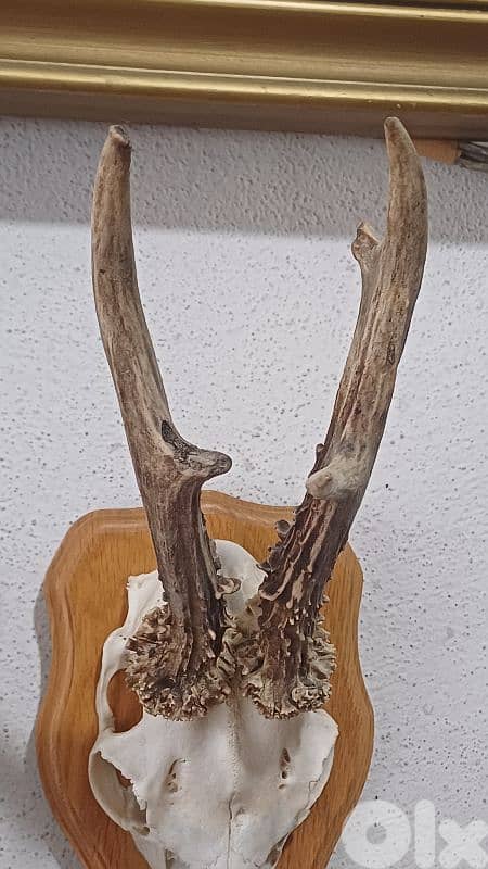 antique 4