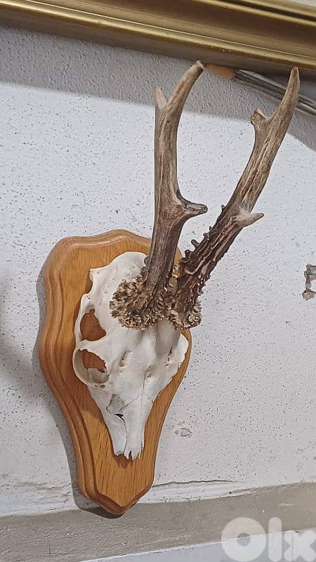 antique 8