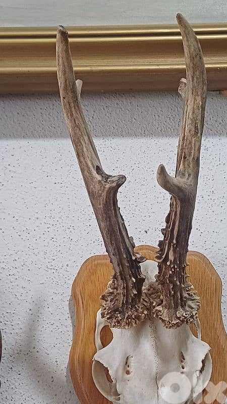 antique 9