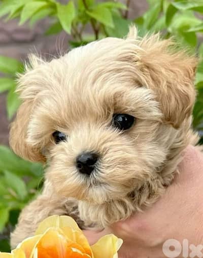 Small Size Maltipoo Puppies Available in Store! dog كلاب