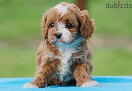 Cavapoo puppy Imported