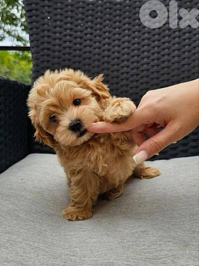 Beautiful Maltipoo Toy Puppies Available! dog كلاب