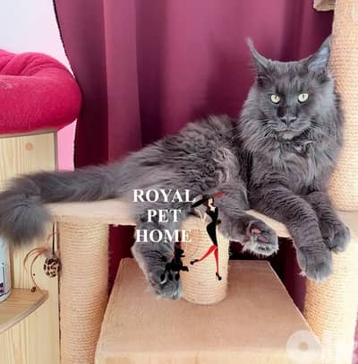 Blue Mainecoon Imported Kitten Grey