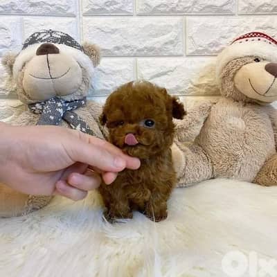 Charming TOy Poodle Puppies/Available in Store/Imported/ Delivery