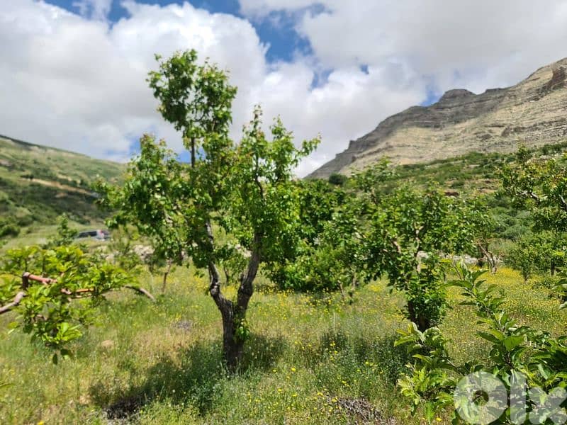 land for sale in tannourine أرض للبيع في تنورين 1