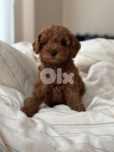 Tiny Toy Poodle Puppies Available in Store! dog كلاب