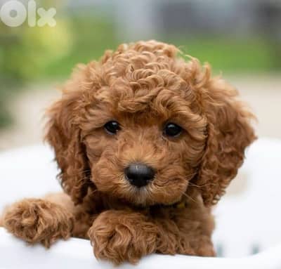 Poodle Puppies now in Store! dog كلاب
