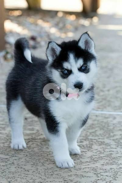 Black & White Husky high quality puppy! DELIVERY dog كلاب