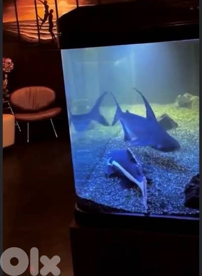 Aquarium custom made (fish tank + closet) Respectful buyers only