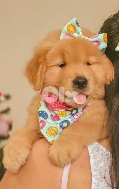 Impressive Golden Retriever puppy imported available! Dog كلب Delivery