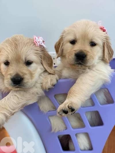 High quality Golden Retriever puppy available!!! Dog كلب Delivery