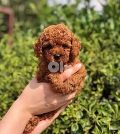 Small Toy Poodle red brown imported puppy available! Dog كلب Delivery