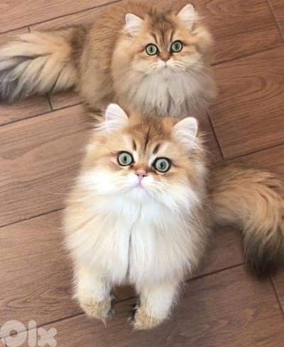 Long Hair British golden chinchilla  kitten delivery available