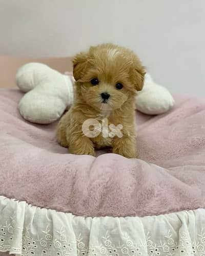Charming Maltipoo Puppies for Sale – Sweet, Playful & Ready for You!