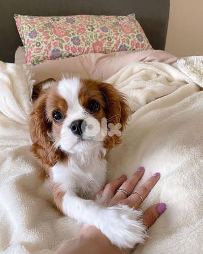 Charming Cavalier King Charles Puppies Available in Store & Delivery