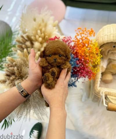 Adorable  Poodle Puppies Available In Store & Delivery