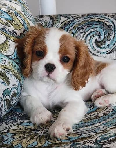Charming Cavalier King Charles Puppies Available in Store &Delivery