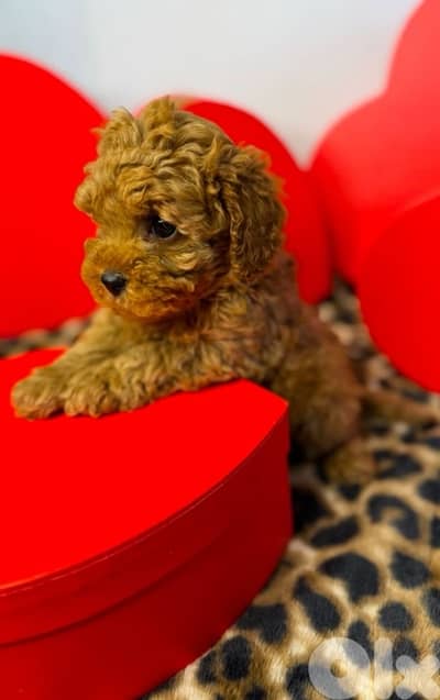 toy poodle Puppy Imported delivery