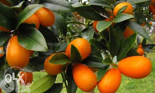 Turkish Kumquat good quality