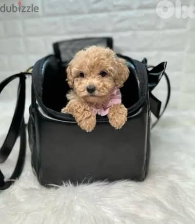 Mini Labradoodle imported puppy Dog Delivery كلب جرو