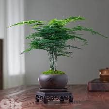 Asparagus Fern Bonsai in Asian pot