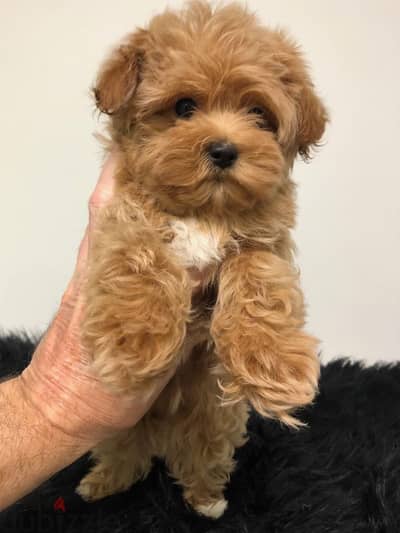 Charming Maltipoo Puppies Available In Store & Delivery !!
