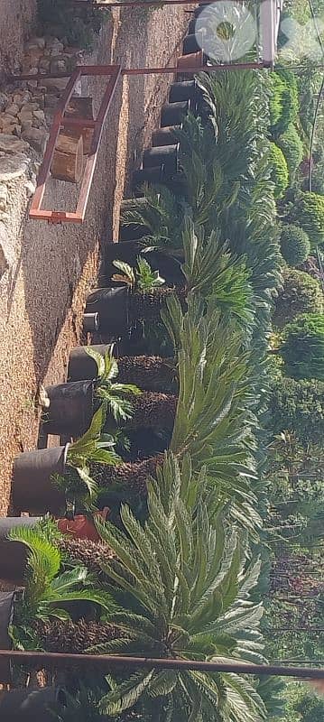 cycas سيكا