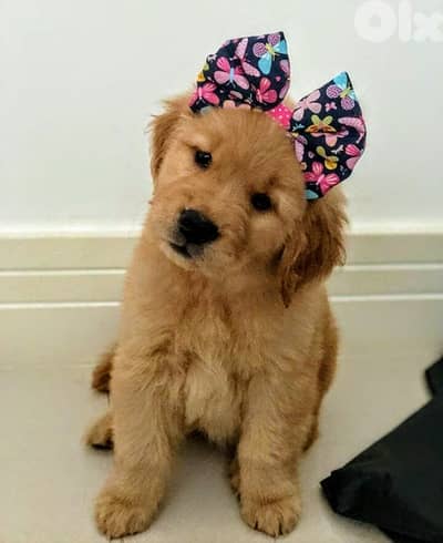 Adorable Pure Golden Retriever Puppies/ Delivery Available/ dog كلاب