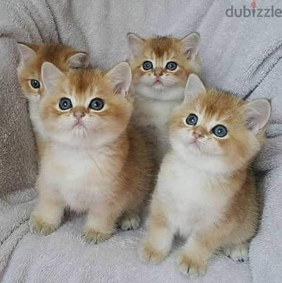 British Golden Chinchilla Kitten Delivery