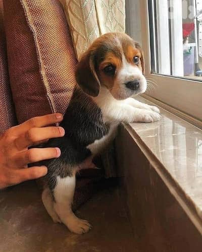 Beagle Puppies Available/ dog كلاب