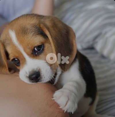 Beagle puppy imported high quality Dog Delivery كلب