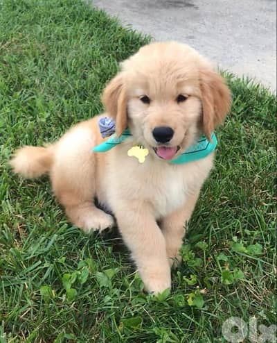 Beautiful Golden Retriever puppy pure breed Dog/Delivery/ كلب جرو