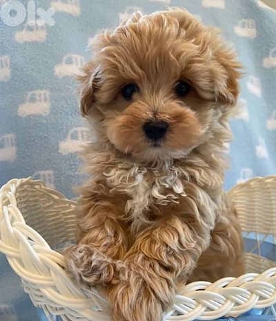 Fluffy & Friendly Maltipoo Puppies  Looking for Homes - Available !!