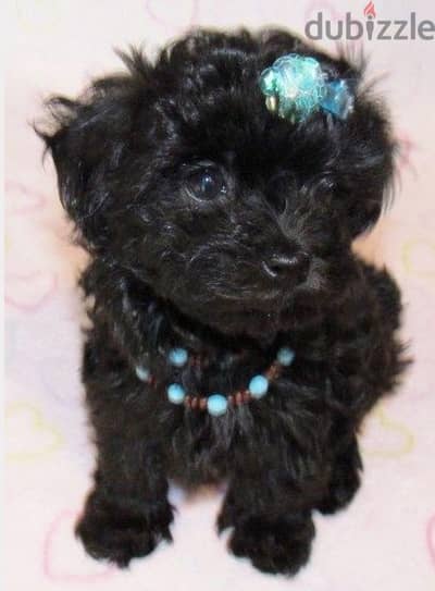 Cutest Black Poodle puppy pure imported Dog deliveryكلاب جرو