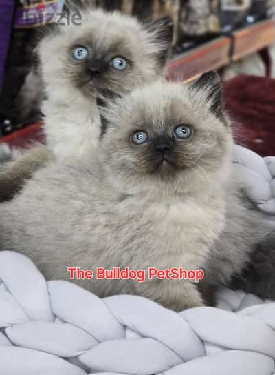 Cutest Himalayan Kittens Available/ cat قطط