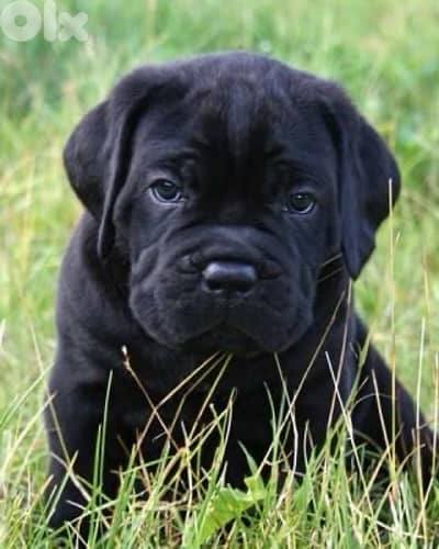 Majestic Cane Corso imported puppy pure breed Dog كلب