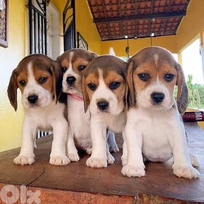 Cutest Beagle puppies available in store now! Dog كلاب كلب Delivery