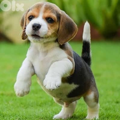 Healthy & cute Beagle puppies available now in store! Dog Delivery كلب