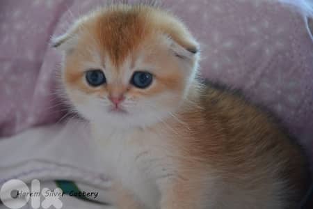golden chinchilla scottish fold imported