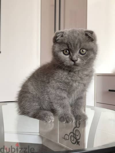 scottish fold blue Kitten delivery available