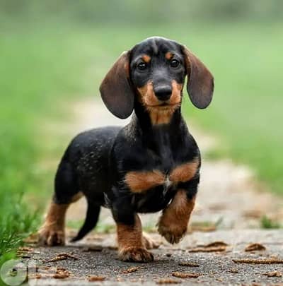 European Miniature Dachshund
