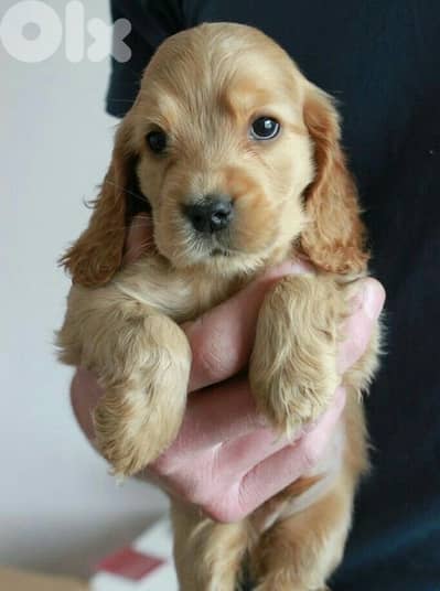 Cute Cocker Spaniel puppy imported Delivery Dog كلاب جرو